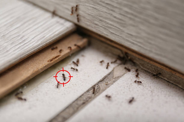 Best Exterminator Services  in Primera, TX