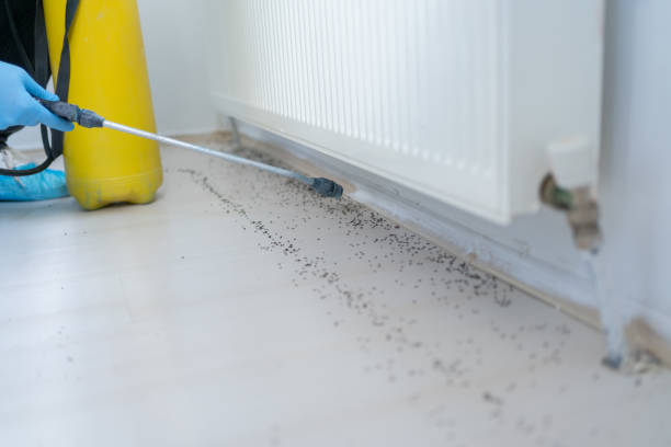 Best Mosquito Control Services  in Primera, TX